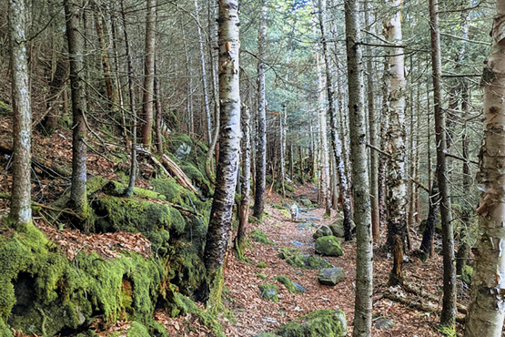 person hiking in distance on trail in the woods