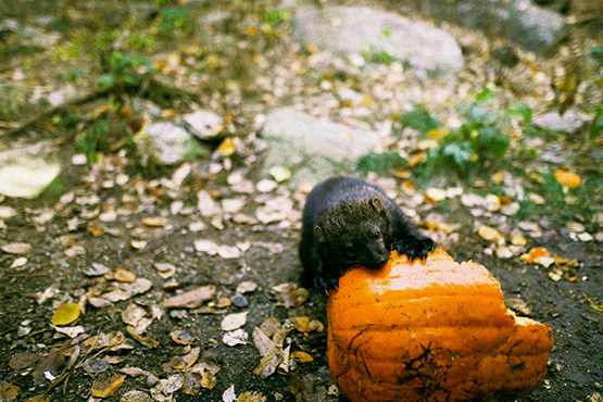 Small Animal eating Pumpkin