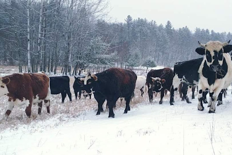 group of cows on a snowy landscape against backdrop of trees