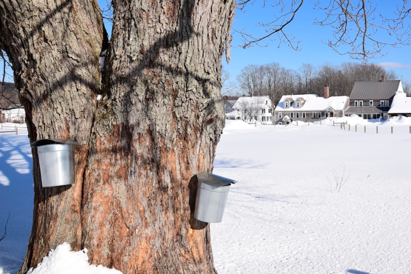 tree against snow-covered grass with two buckets for maple sap collecting