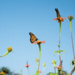 Lakes Region Tourism