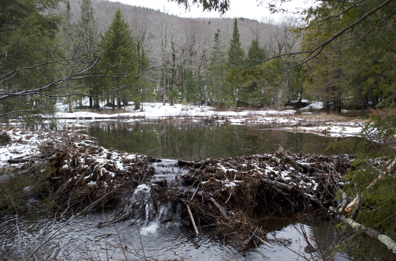 Beaver: The Wetland Weaver - Squam Lake Association, Holderness NH - NH ...