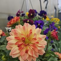 OPEN 7 Days A Week – Moulton Farm, Meredith NH