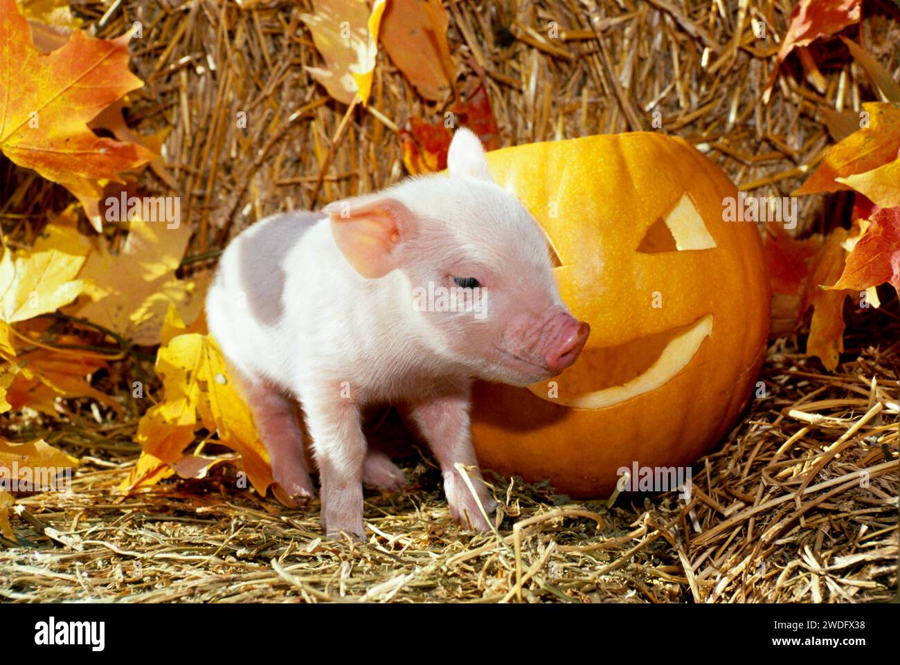 🎃 Pumpkins and Piggies October 3-October31, 2026 🎃 – Brookford Farm, Canterbury NH