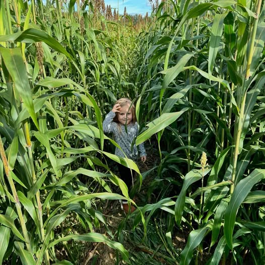 Corn Maze at Brookford Farm, Canterbury NH